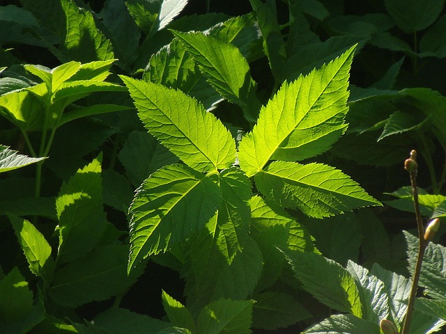 Kratom je populární.