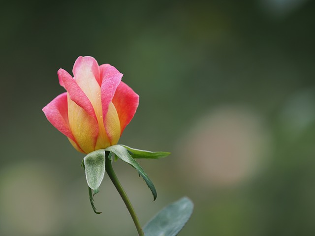 poupě růže