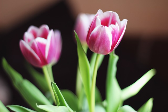 květy tulipánů