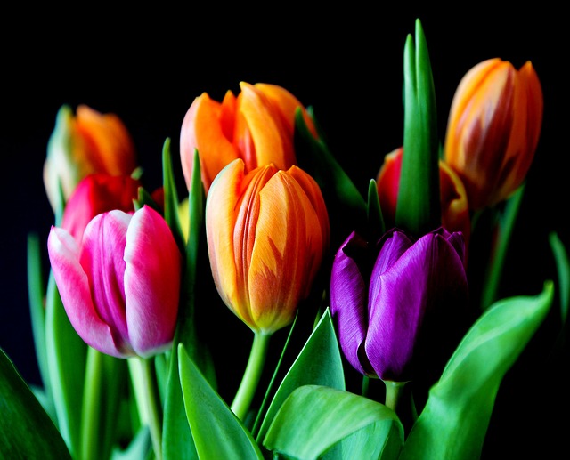 řezané tulipány